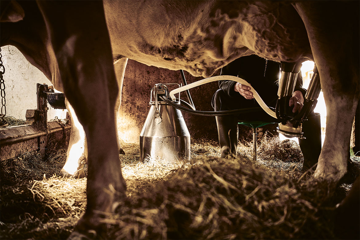 Healing sick dairy cows Horizons